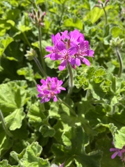Pelargonium capitatum