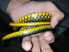 Chironius carinatus