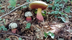 Rubroboletus satanas