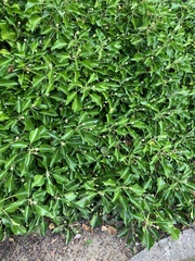 Hedera helix