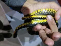 Chironius carinatus