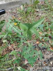 Sonchus oleraceus