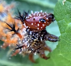 Polygonia interrogationis
