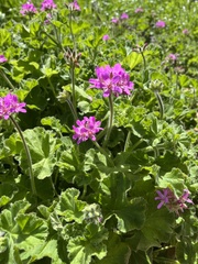 Pelargonium capitatum