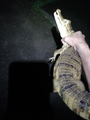 Caiman crocodilus