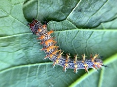 Polygonia interrogationis