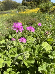 Pelargonium capitatum