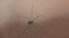Opilio saxatilis