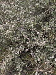 Micromyrtus blakelyi