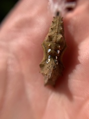 Polygonia interrogationis