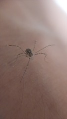 Opilio saxatilis