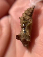 Polygonia interrogationis