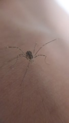 Opilio saxatilis