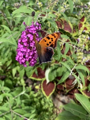 Polygonia interrogationis