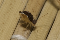 Sminthurus maculatus