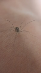 Opilio saxatilis