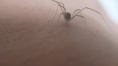 Opilio saxatilis