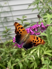 Polygonia interrogationis