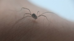 Opilio saxatilis