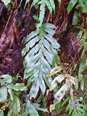 Blechnum colensoi