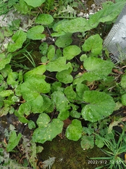 Tussilago farfara