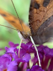 Polygonia interrogationis