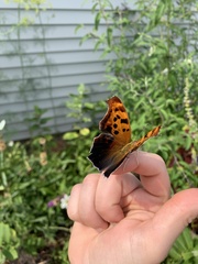 Polygonia interrogationis