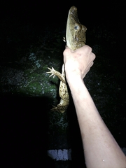Caiman crocodilus