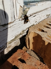 Bombus