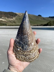 Atrina zelandica
