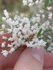 Leucopogon affinis