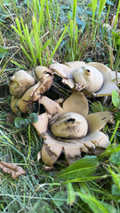 Geastrum triplex