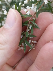 Leucopogon affinis