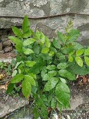 Fraxinus pennsylvanica