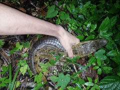 Caiman crocodilus