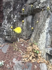 Sonchus ustulatus