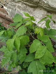 Acer negundo