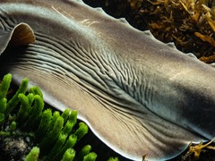 Trygonorrhina dumerilii