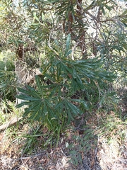 Banksia aemula