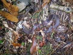 Oxyrhopus petolarius