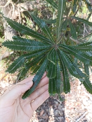 Banksia aemula