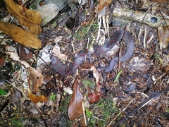 Oxyrhopus petolarius