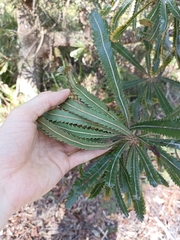 Banksia aemula