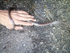 Oxyrhopus petolarius