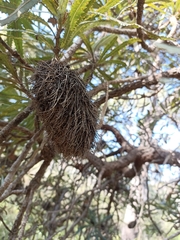 Banksia aemula