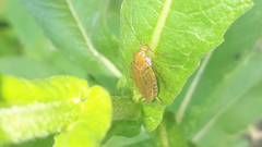 Ectobius vittiventris