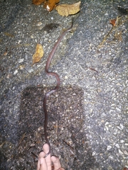 Oxyrhopus petolarius
