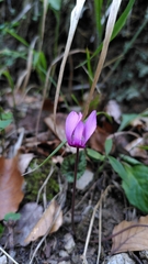 Cyclamen purpurascens