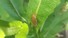 Ectobius vittiventris