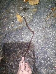Oxyrhopus petolarius